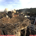 07_15-nest.jpg