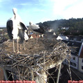 07_20-nest.jpg