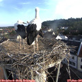 07_25-nest.jpg