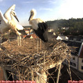 07_30-nest.jpg