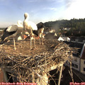 07_35-nest.jpg
