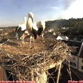 07_40-nest.jpg