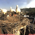 07_45-nest.jpg