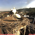 07_50-nest.jpg
