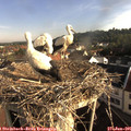 07_55-nest.jpg