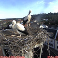 08_00-nest.jpg