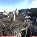 08_05-nest.jpg
