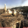 08_10-nest.jpg