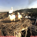 08_15-nest.jpg