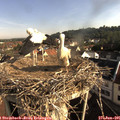 08_20-nest.jpg