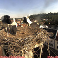 08_25-nest.jpg