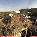 08_35-nest.jpg