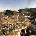 08_45-nest.jpg
