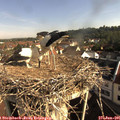 08_50-nest.jpg