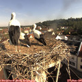 08_55-nest.jpg
