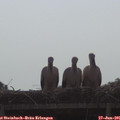 09_00-mast.jpg