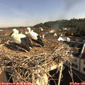 09_00-nest.jpg