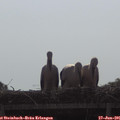09_05-mast.jpg