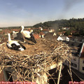09_10-nest.jpg