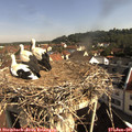 09_15-nest.jpg