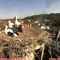 09_20-nest.jpg
