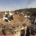 09_25-nest.jpg