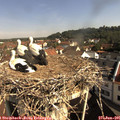 09_30-nest.jpg