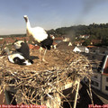 09_35-nest.jpg