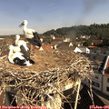 09_40-nest.jpg
