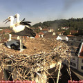 09_45-nest.jpg