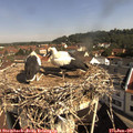 09_55-nest.jpg