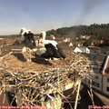 10_00-nest.jpg