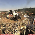 10_05-nest.jpg