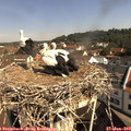 10_10-nest.jpg
