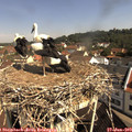 10_15-nest.jpg