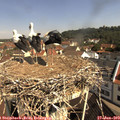 10_20-nest.jpg
