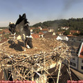 10_25-nest.jpg