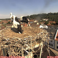 10_35-nest.jpg