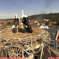 10_50-nest.jpg