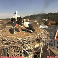 10_55-nest.jpg