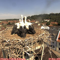 11_00-nest.jpg