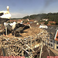 11_20-nest.jpg