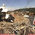 11_30-nest.jpg