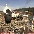 11_35-nest.jpg
