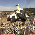 11_40-nest.jpg