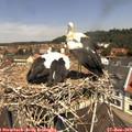 11_45-nest.jpg