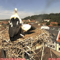11_50-nest.jpg