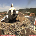 12_00-nest.jpg