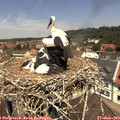 12_05-nest.jpg