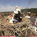 12_10-nest.jpg